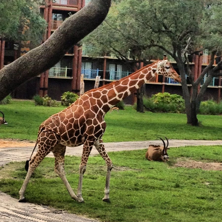 giraffe-at-Disneys-Animal-Kingdom-Lodge