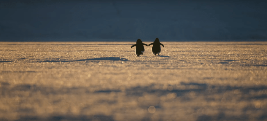 penguins_disney_nature